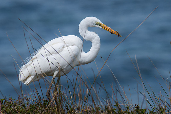 Great Egret