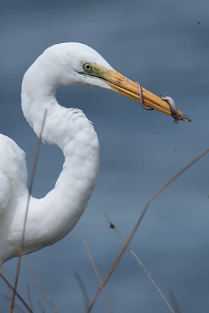 Great Egret