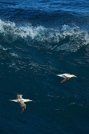 Australasian Gannet