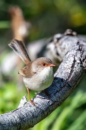 Superb Fairy-wren