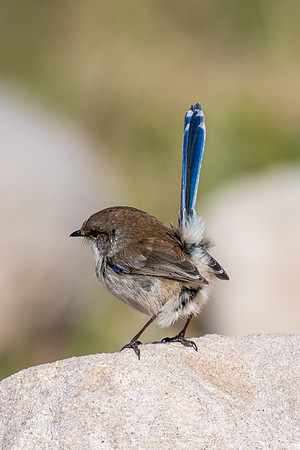 Superb Fairy-wren