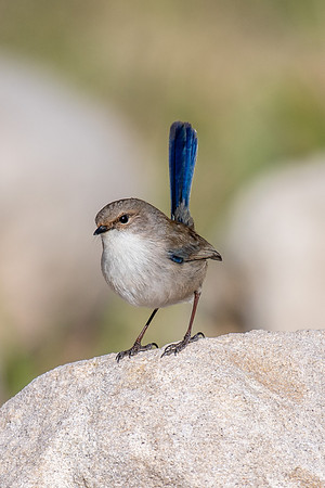 Superb Fairy-wren