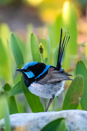 Superb Fairy-wren