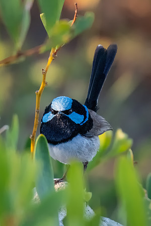 Superb Fairy-wren