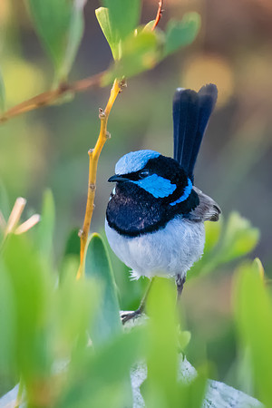 Superb Fairy-wren