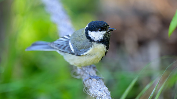 Great TIt