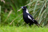 Australian Magpie