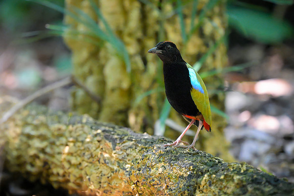 Rainbow Pitta