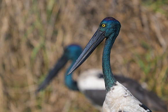 Black-necked Stork