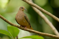 Eared Dove