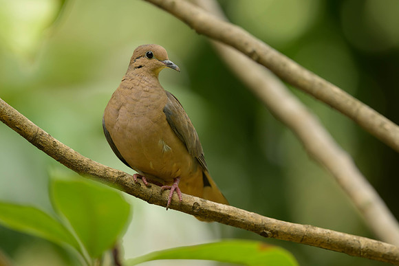 Eared Dove