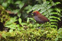 Chestnut-naped Antpitta
