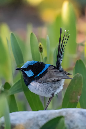 Superb Fairy-wren