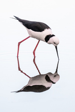 Pied Stilt