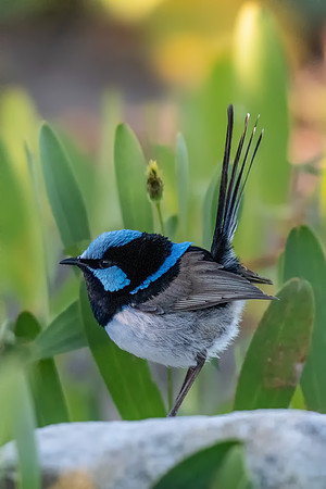 Superb Fairy-wren