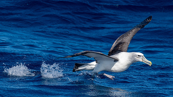 White-capped Albatross