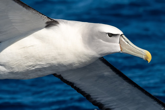White-capped Albatross