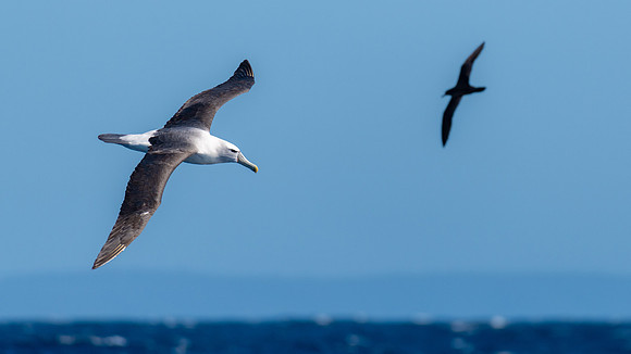 White-capped Albatross