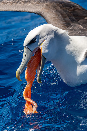 White-capped Albatross