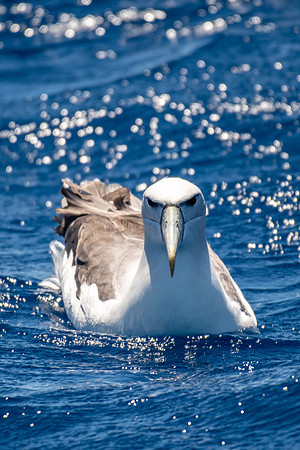 White-capped Albatross