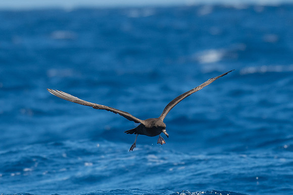 Flesh-footed Shearwater
