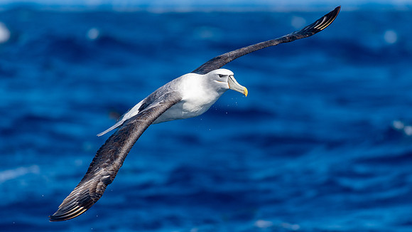 White-capped Albatross