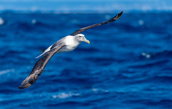 White-capped Albatross