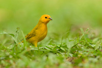 Saffron Finch