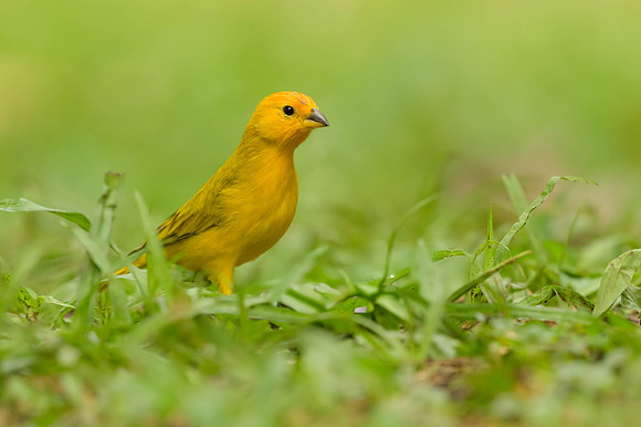 Saffron Finch