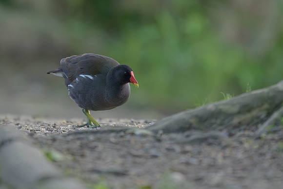 Eurasian Moorhen