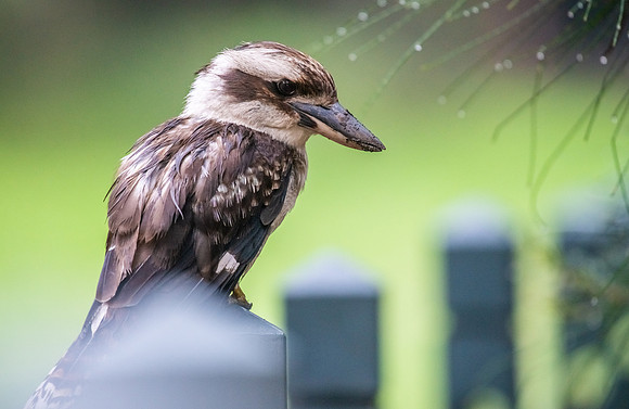 Laughing Kookaburra