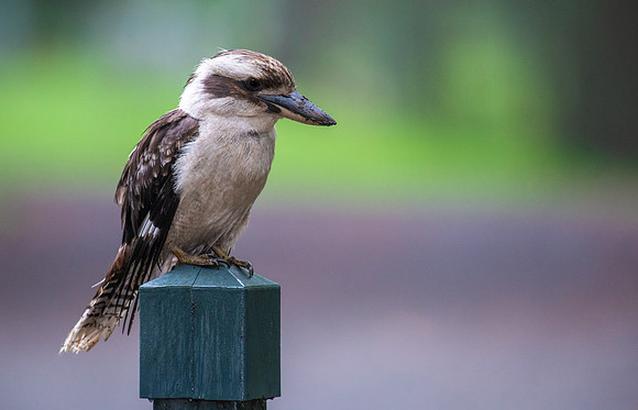 Laughing Kookaburra