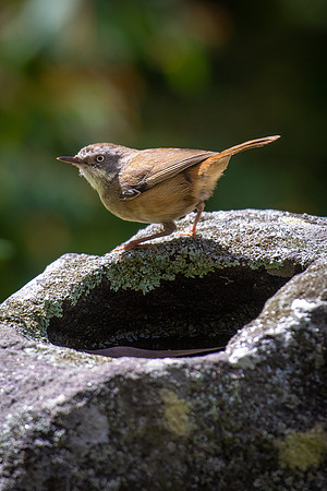 White-browed Scrubwren