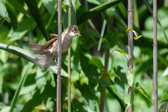 Australian Reed-warbler