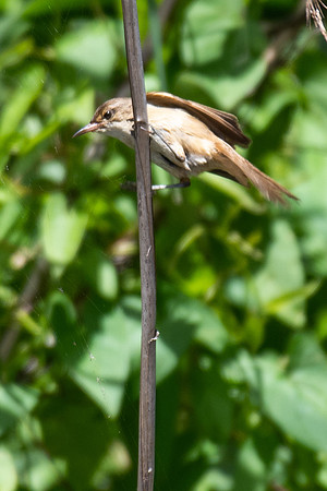 Australian Reed-warbler