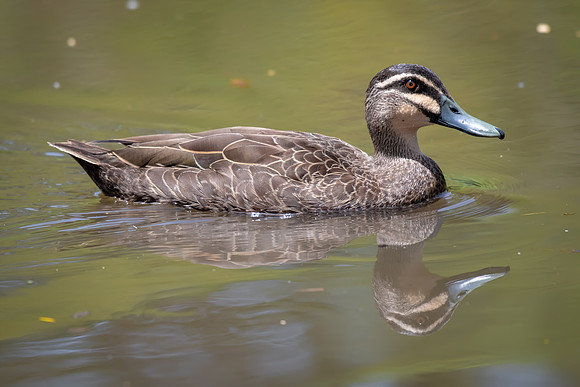 Pacific Plack Duck