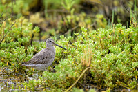 Short-billed Dowitcher