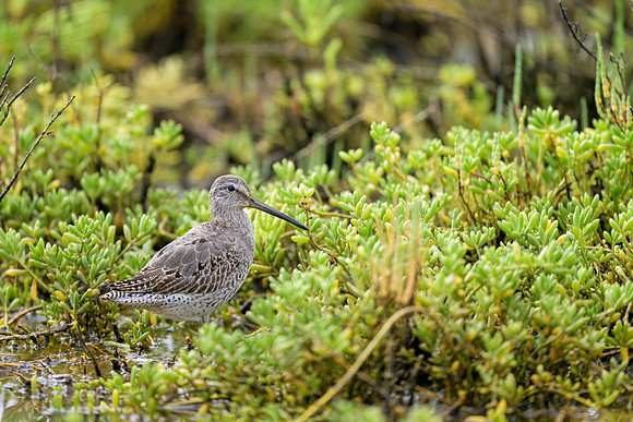 Short-billed Dowitcher