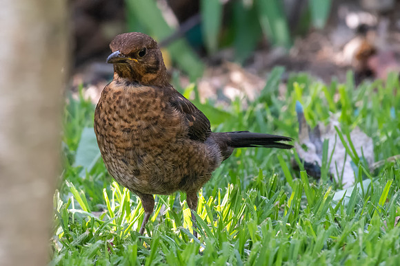 Common Blackbird