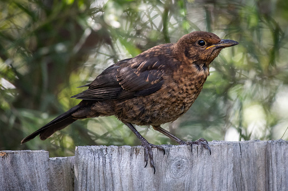 Common Blackbird