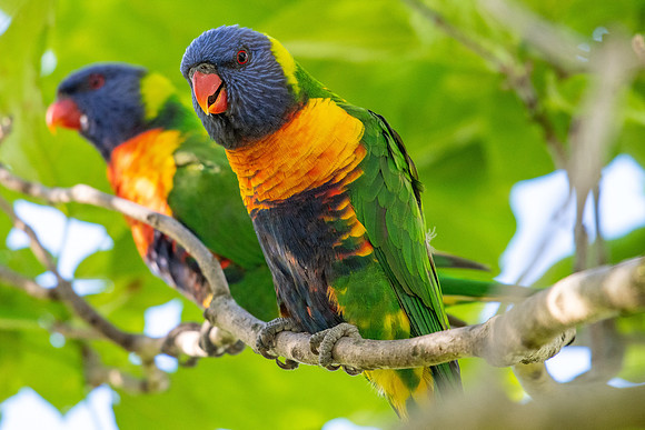 Rainbow Lorikeet
