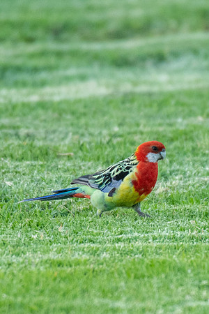 Eastern Rosella