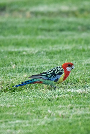 Eastern Rosella