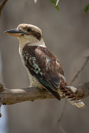 Laughing Kookaburra