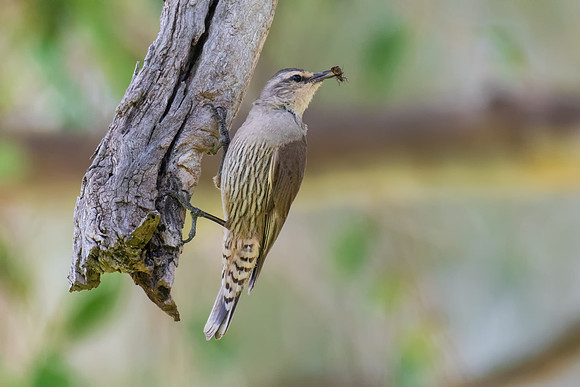 Brown Treecreeper