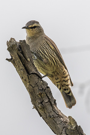 Brown Treecreeper