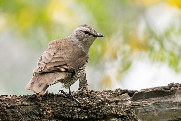 Brown Treecreeper