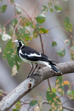 Magpie Lark