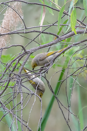 White-plumed Honeyeater