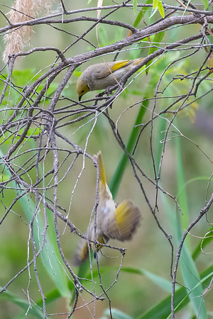 White-plumed Honeyeater